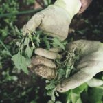 The Benefits of Organic Gardening
