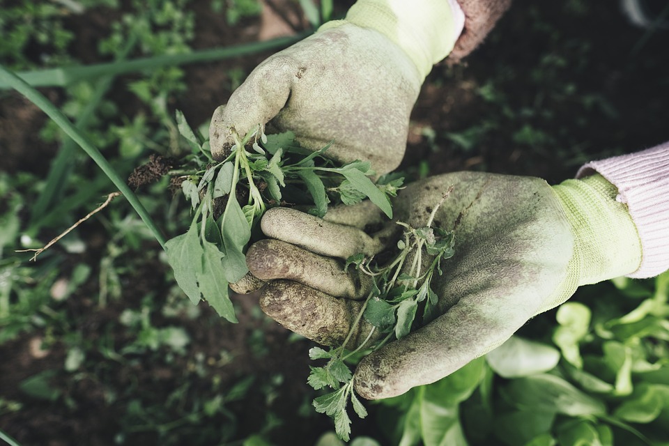 The Benefits of Organic Gardening